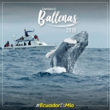 Avistamiento de Ballenas, un espectáculo natural que promueve el turismo en Ecuador
